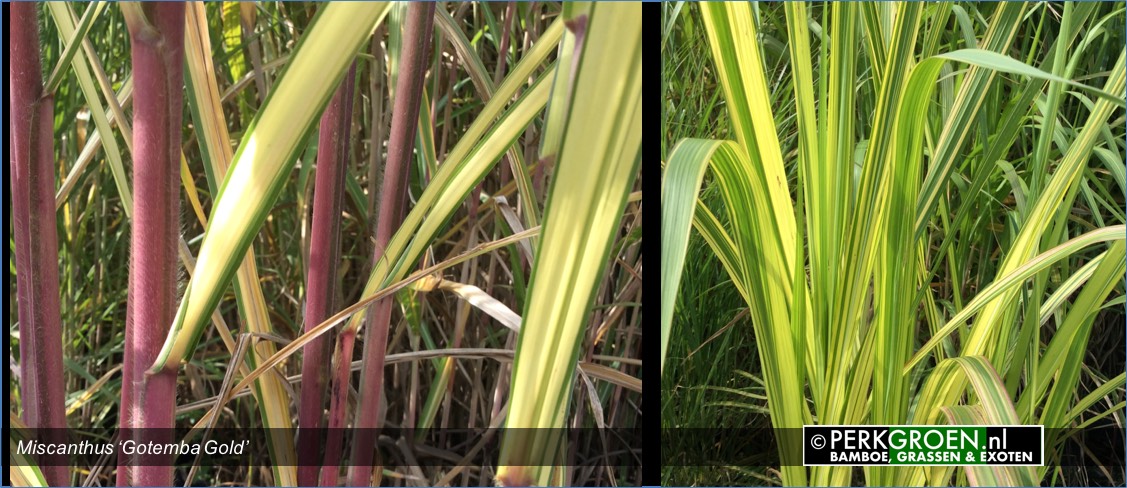 Miscanthus Gotemba Gold Miscanthus Gotemba Gold
